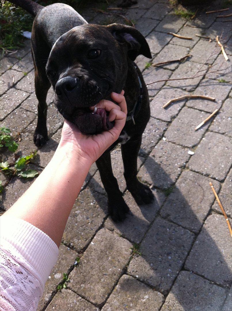 Blanding af racer Old english bulldog ~ Ozzy<3 billede 9