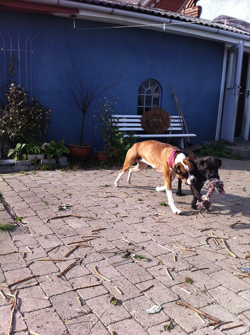 Blanding af racer Old english bulldog ~ Ozzy<3 billede 10