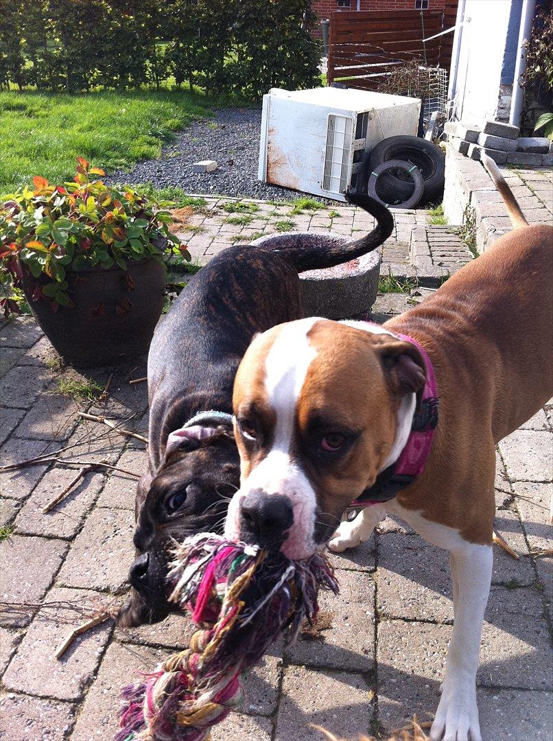 Blanding af racer Old english bulldog ~ Ozzy<3 billede 12