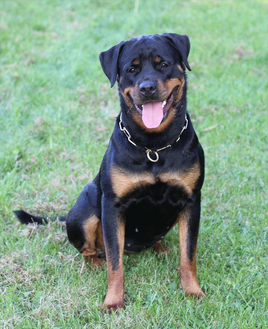 Rottweiler Haiki's Bacille * Død* billede 15