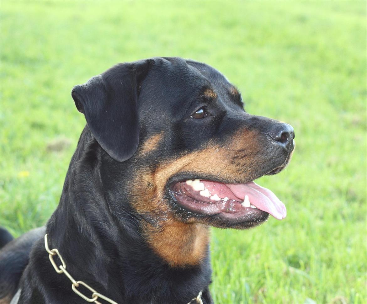 Rottweiler Haiki's Bacille * Død* billede 16