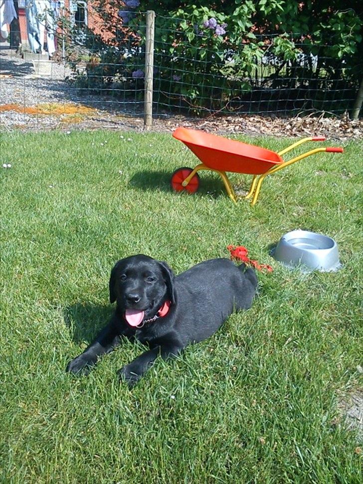 Labrador retriever Tumbarumba`s "Texas" -  8 uger og lige flyttet hjem til min nye familie billede 1