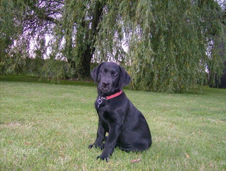 Labrador retriever Tumbarumba`s "Texas" billede 2
