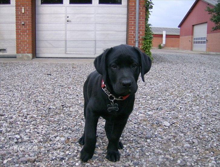 Labrador retriever Tumbarumba`s "Texas" billede 3