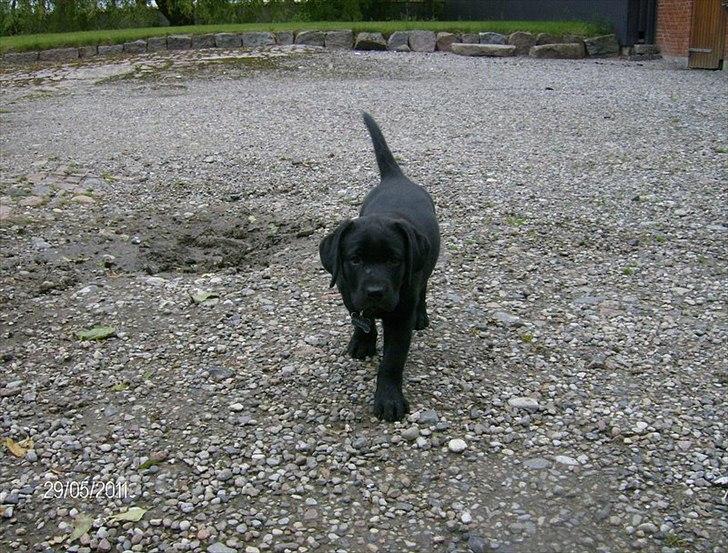 Labrador retriever Tumbarumba`s "Texas" billede 4
