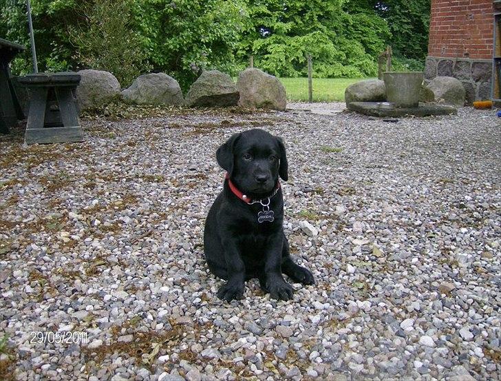 Labrador retriever Tumbarumba`s "Texas" billede 5