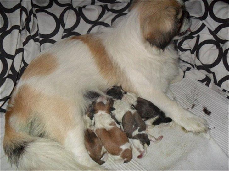 Pekingeser Luna billede 1
