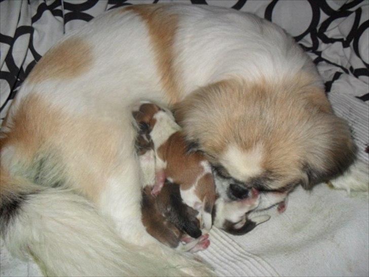 Pekingeser Luna billede 2