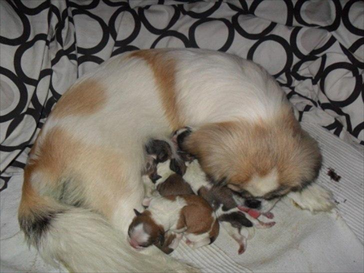 Pekingeser Luna billede 4