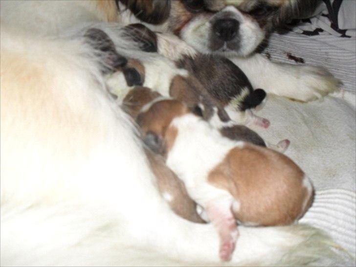 Pekingeser Luna billede 5
