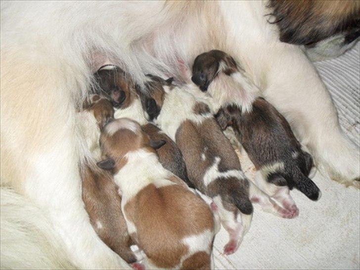 Pekingeser Luna billede 6