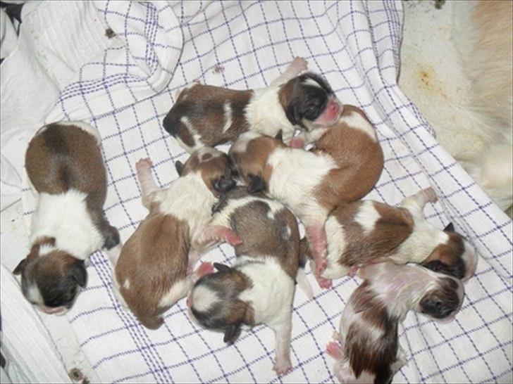 Pekingeser Luna billede 7