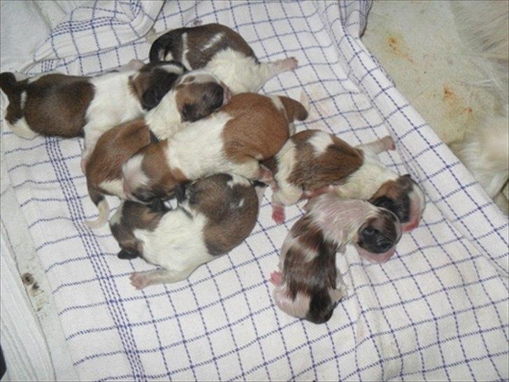 Pekingeser Luna billede 8