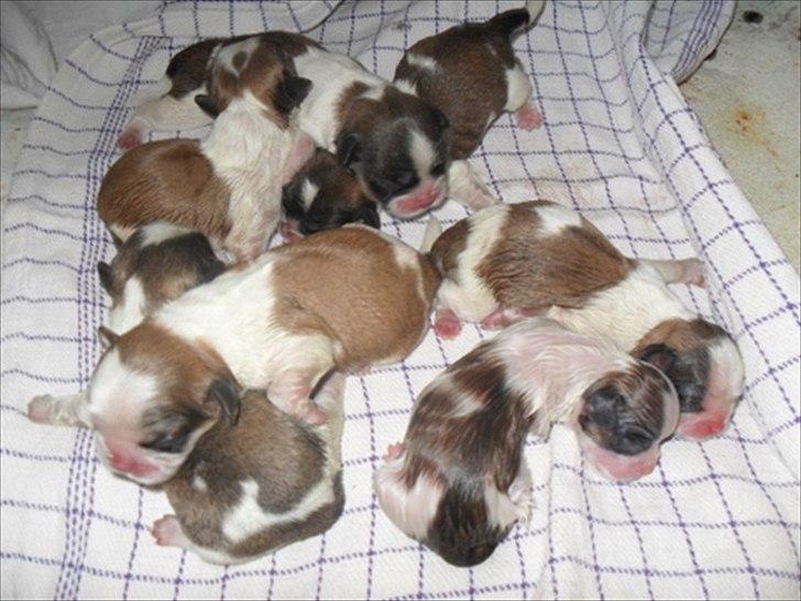 Pekingeser Luna billede 9