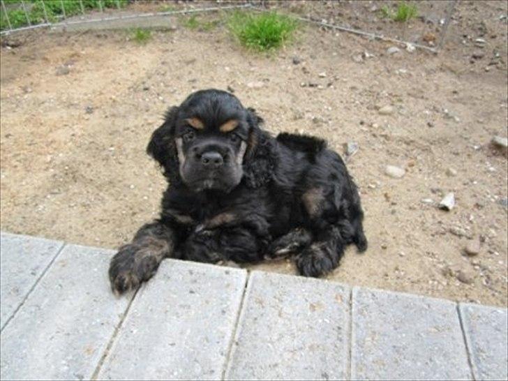 Amerikansk cocker spaniel Cainan billede 1