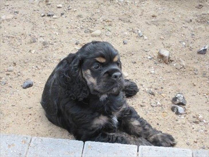 Amerikansk cocker spaniel Cainan billede 3