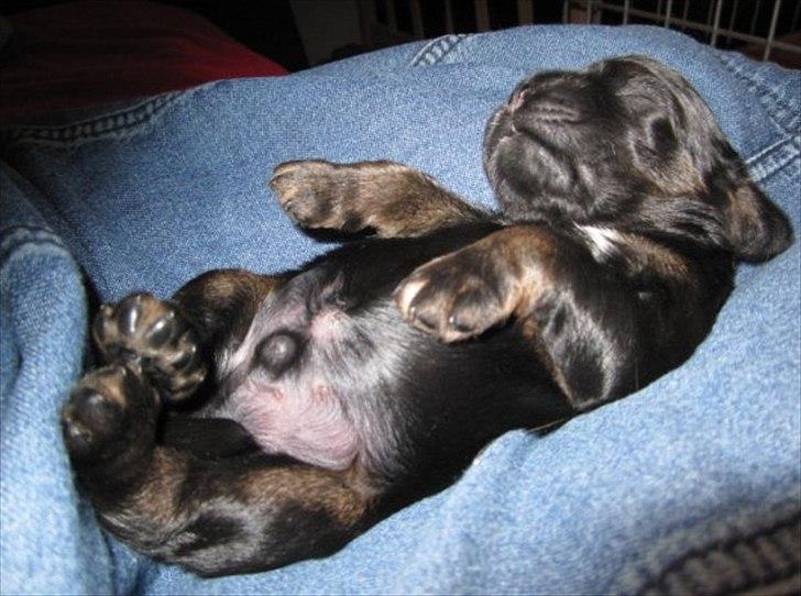 Amerikansk cocker spaniel Cainan billede 4