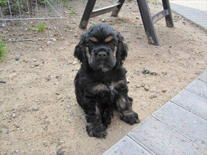 Amerikansk cocker spaniel Cainan billede 5