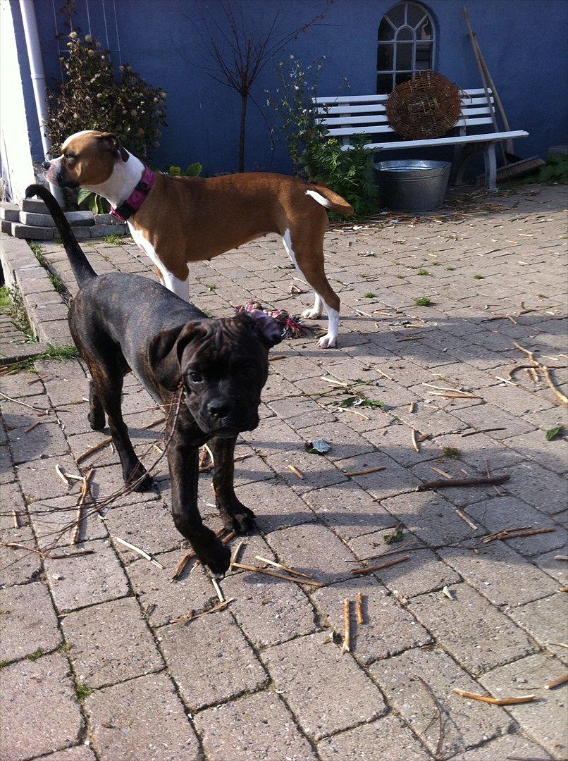 Blanding af racer Old english bulldog ~ Ozzy<3 billede 13