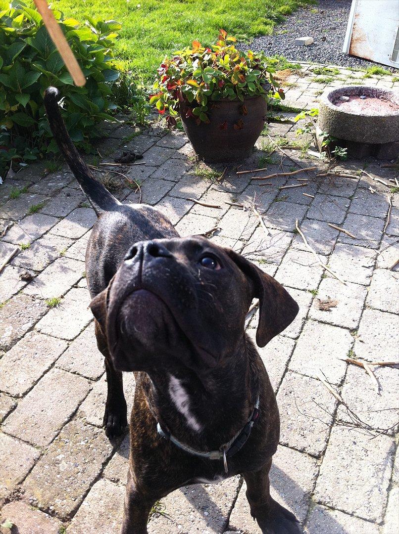 Blanding af racer Old english bulldog ~ Ozzy<3 billede 15