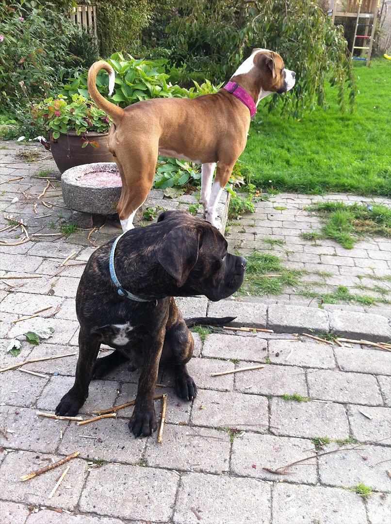 Blanding af racer Old english bulldog ~ Ozzy<3 billede 16