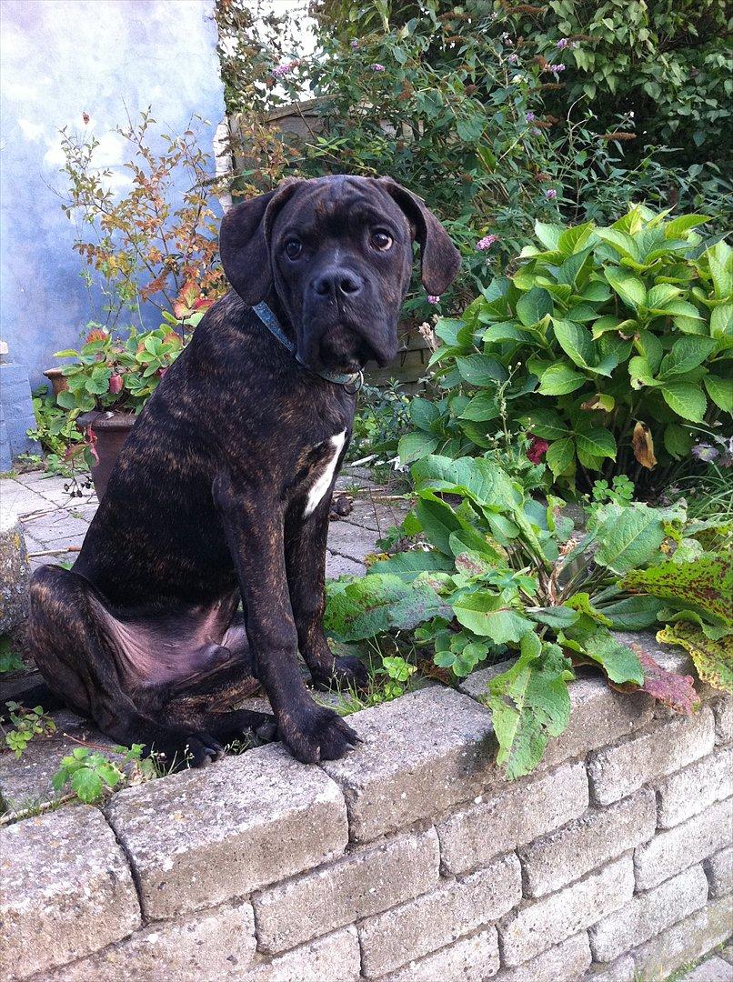 Blanding af racer Old english bulldog ~ Ozzy<3 billede 19