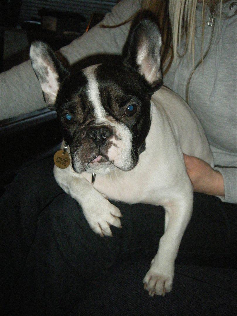 Fransk bulldog Gizmo † 2011 billede 1