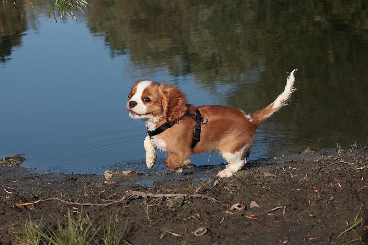Cavalier king charles spaniel Bazil - 14 uger billede 17