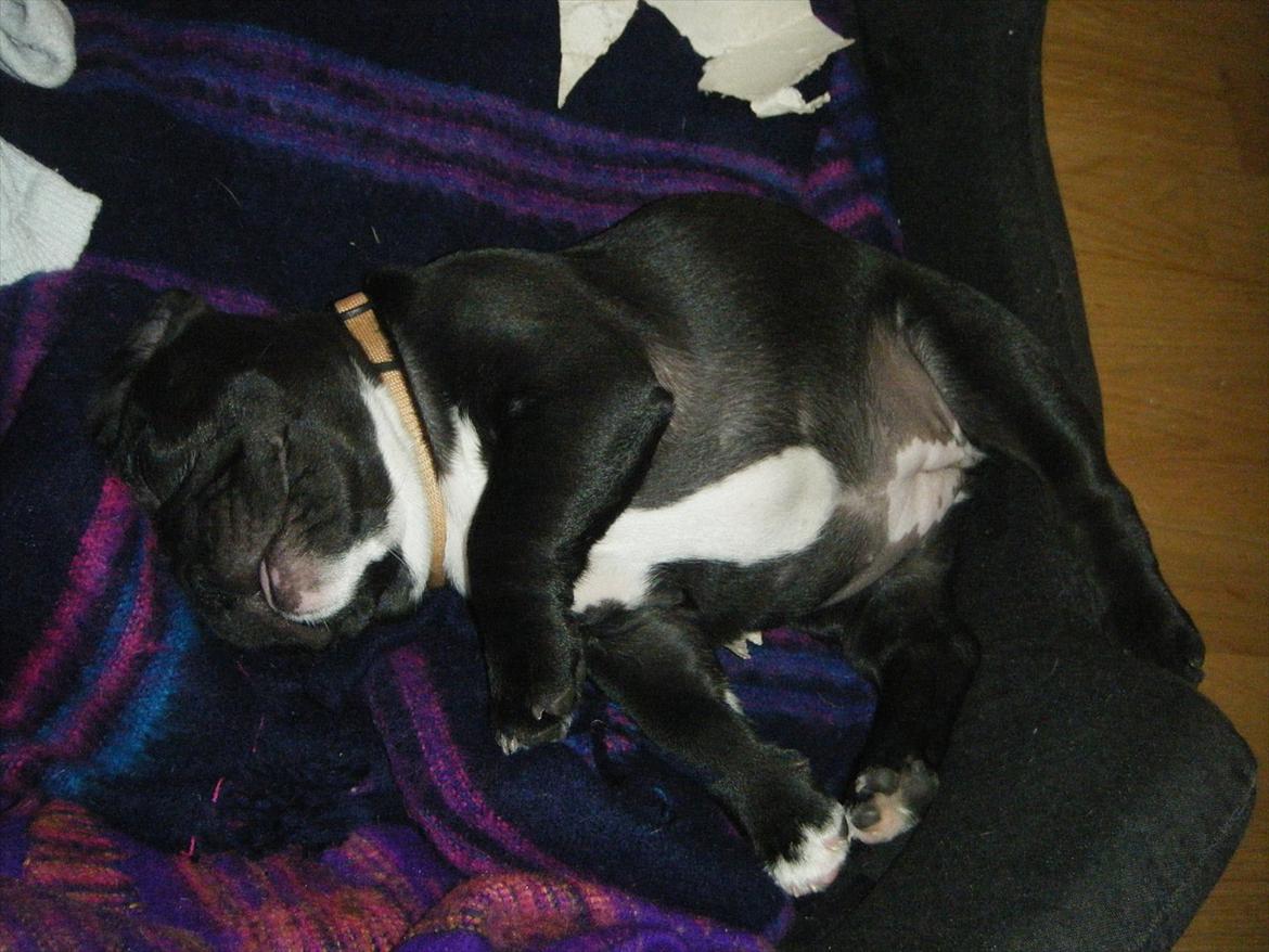 Fransk bulldog Liva billede 12