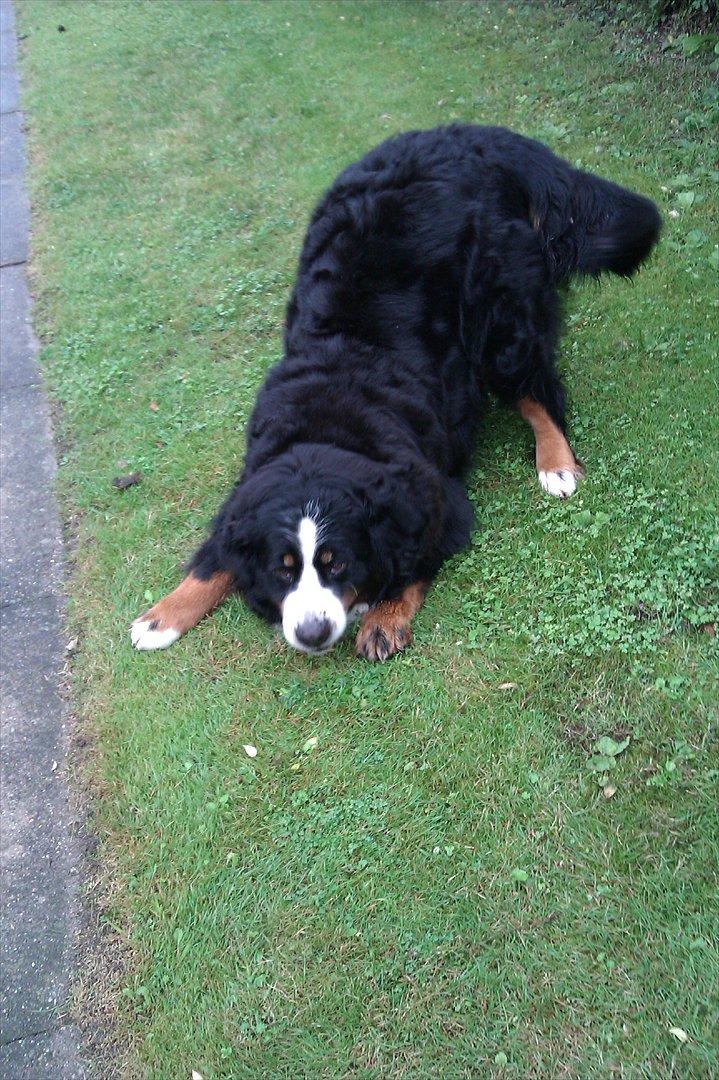 Berner sennenhund Euro Kensens Edna billede 13