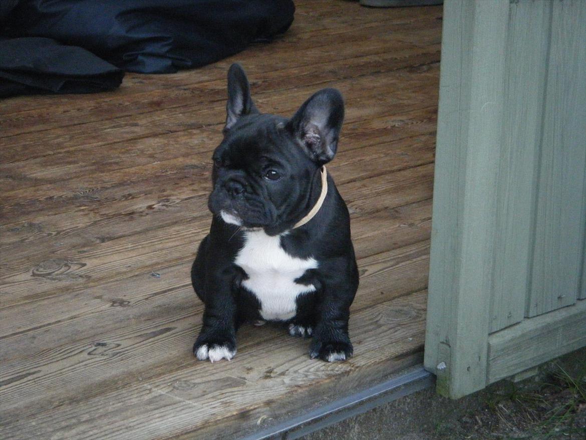 Fransk bulldog Liva billede 11