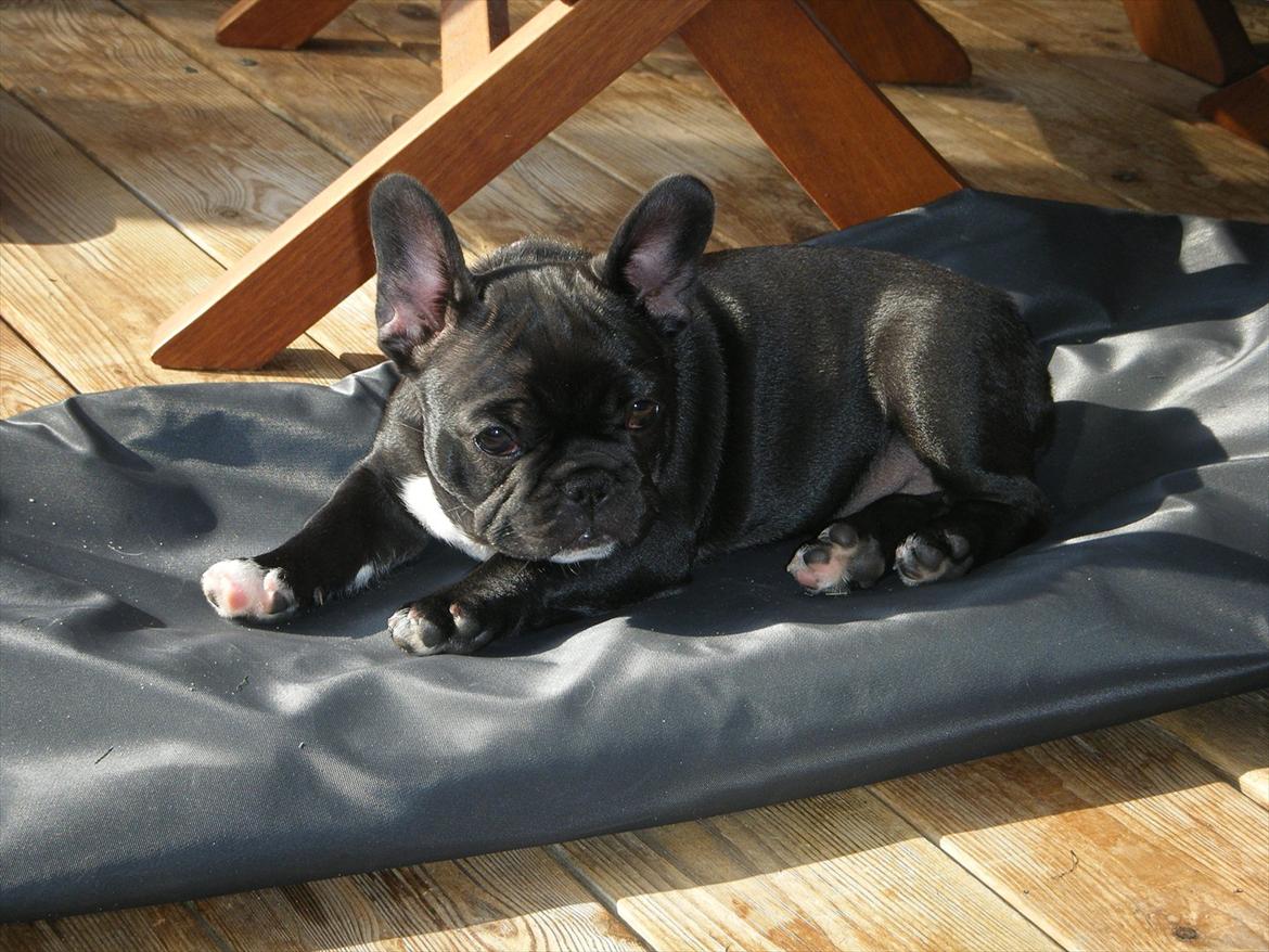 Fransk bulldog Liva billede 8