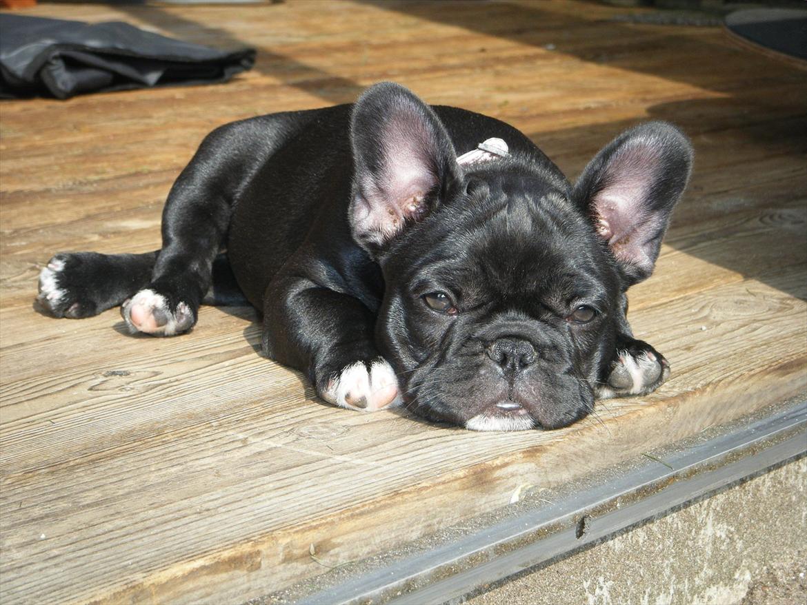 Fransk bulldog Liva billede 9