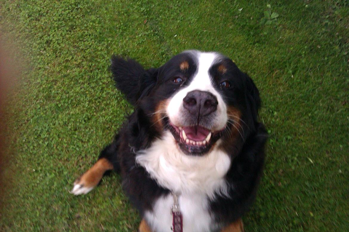 Berner sennenhund Euro Kensens Edna billede 14