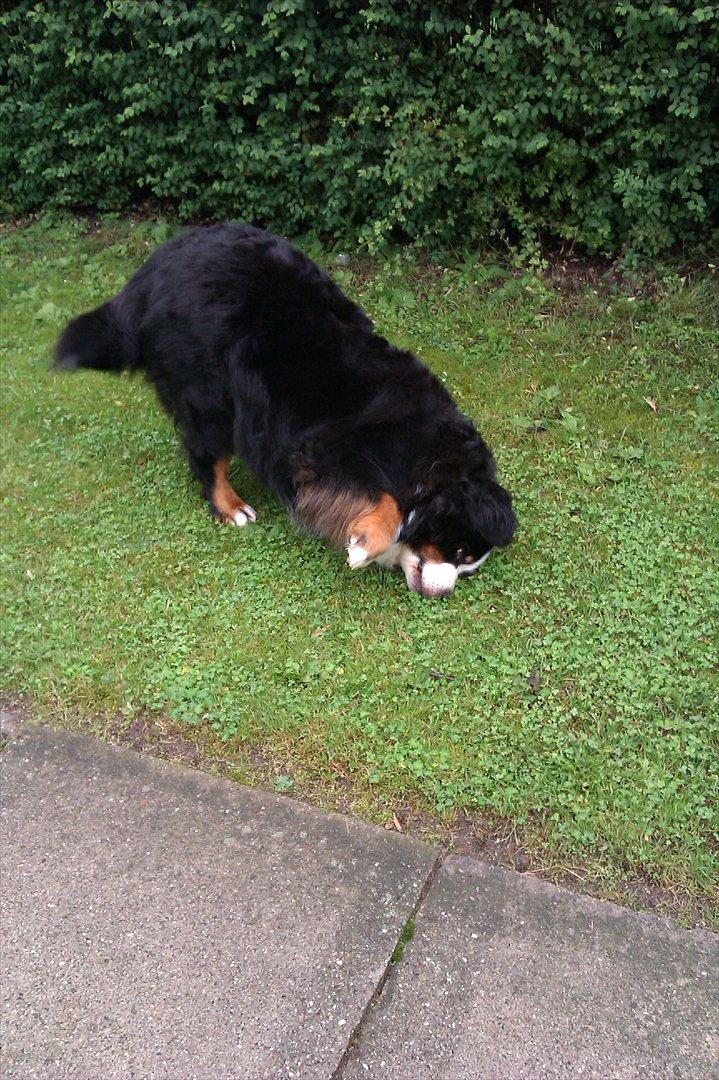 Berner sennenhund Euro Kensens Edna billede 15