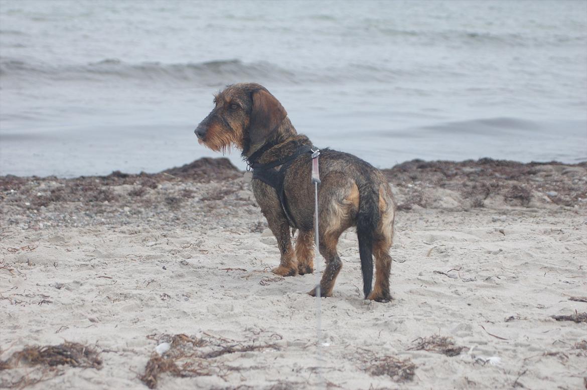 Gravhund Mille - Mille hygge på stranden sommer 2011 juli billede 15