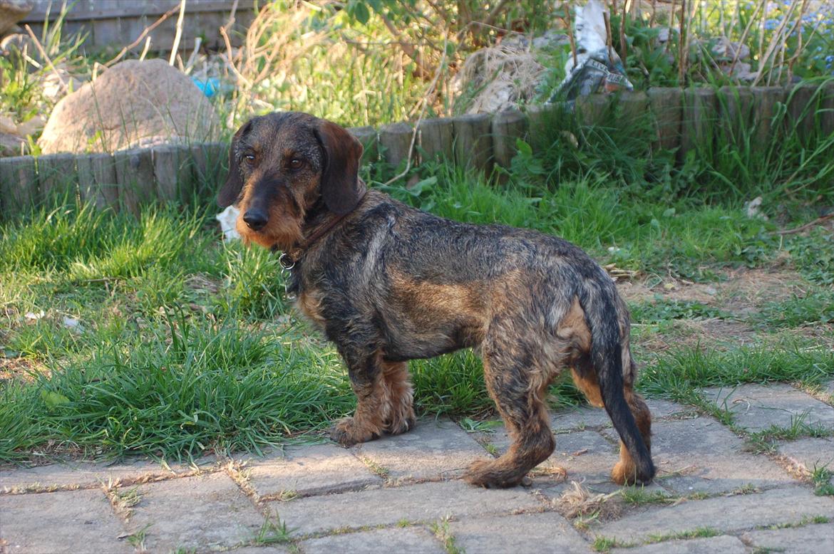 Gravhund Mille - Mille juni 2011 billede 16