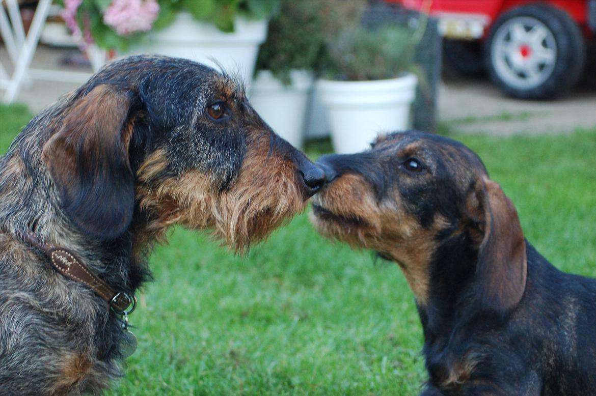 Gravhund Mille - Mille oktober hygge billede 17