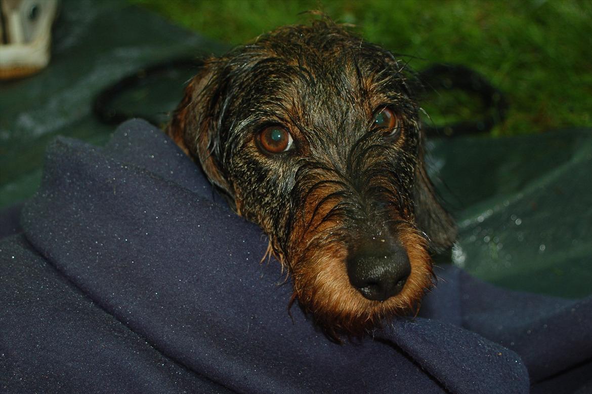 Gravhund Mille - En våd Mille til agilitystævne billede 18