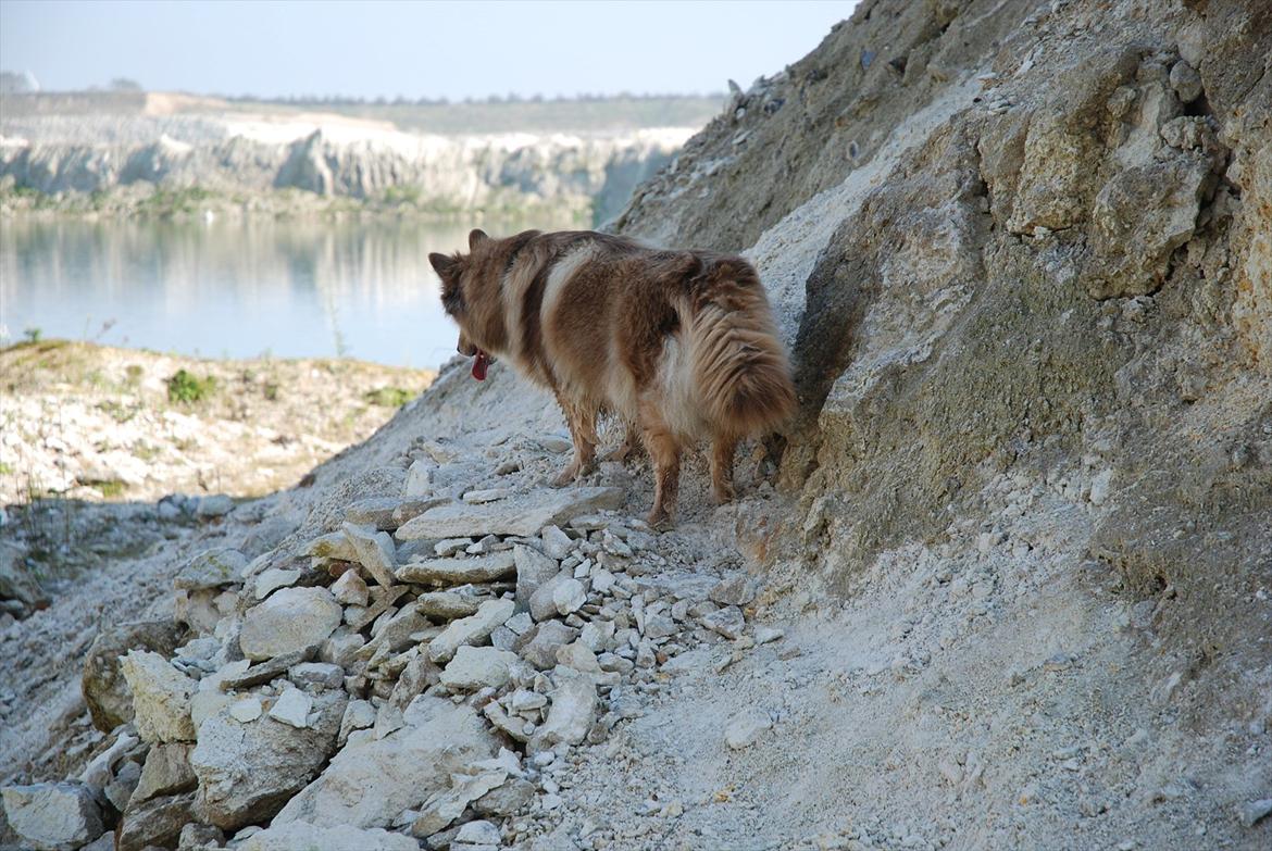 Finsk lapphund Lapinlumon Dalvi billede 20