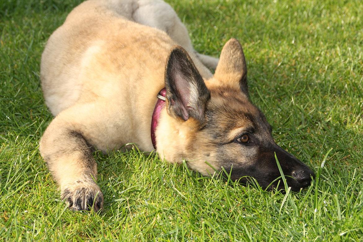 Schæferhund Hulda billede 7