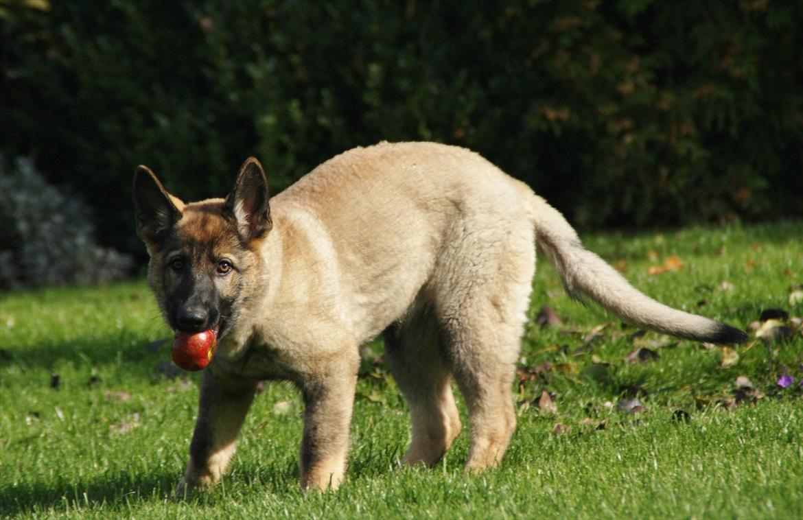 Schæferhund Hulda billede 9