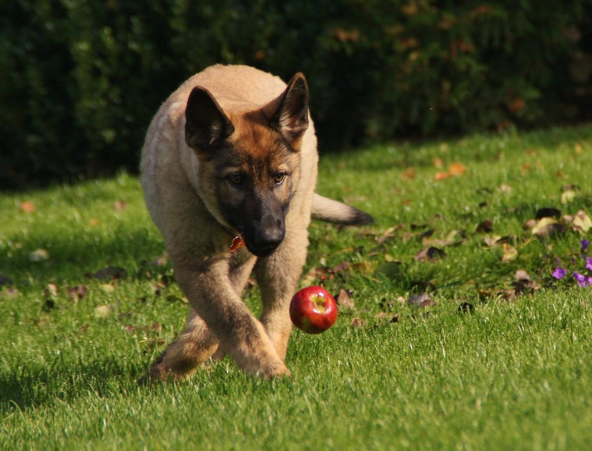 Schæferhund Hulda billede 10