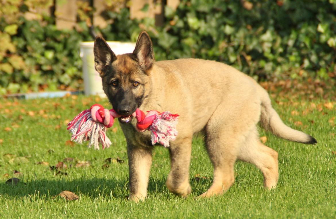 Schæferhund Hulda billede 11
