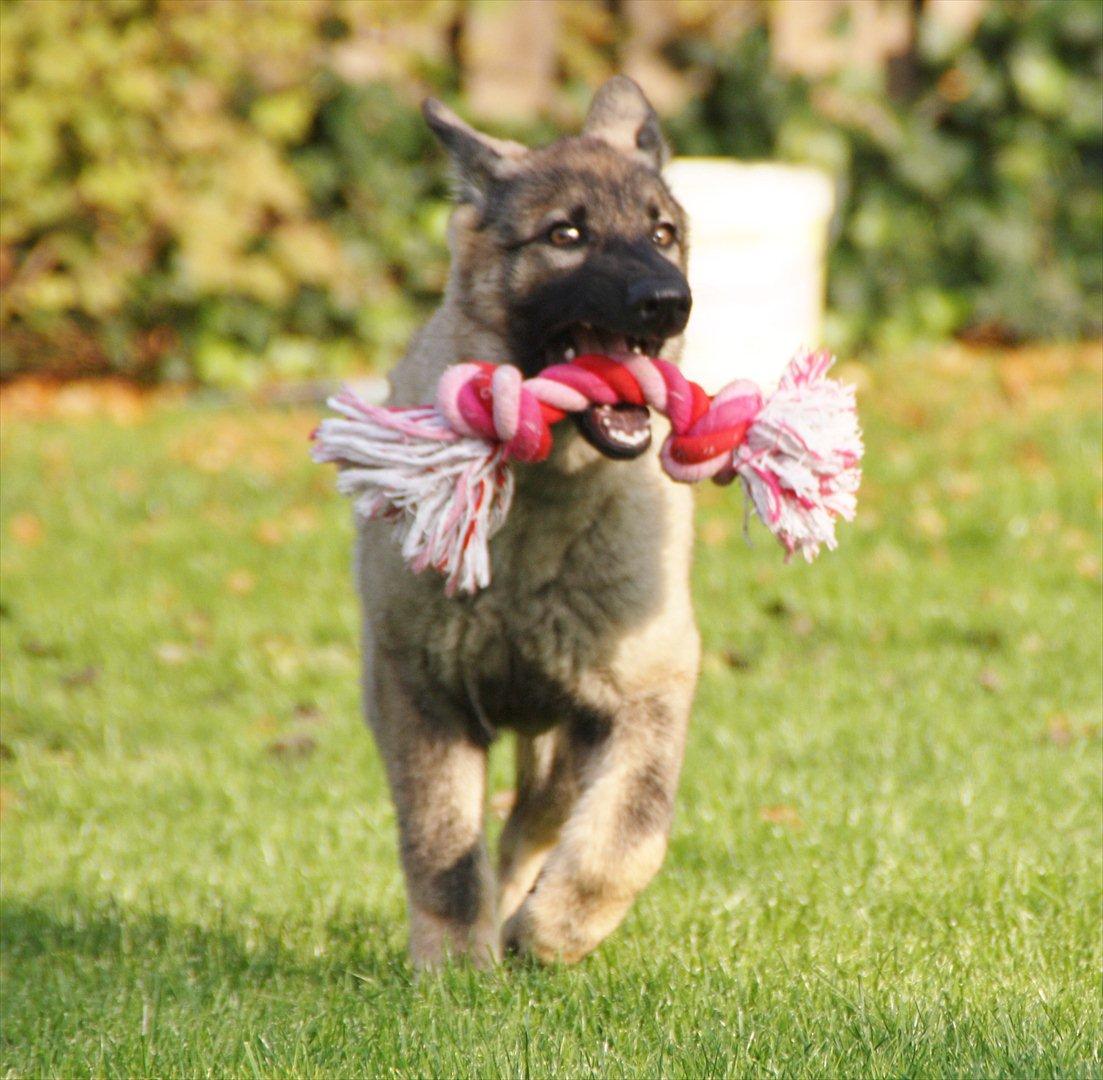 Schæferhund Hulda billede 12
