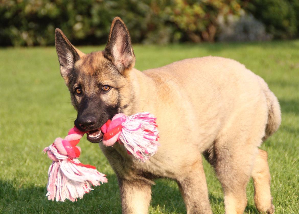 Schæferhund Hulda billede 6