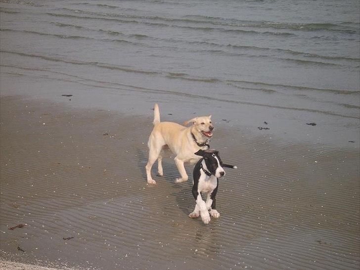 Blanding af racer Bailey billede 6