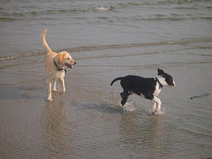 Blanding af racer Bailey billede 7