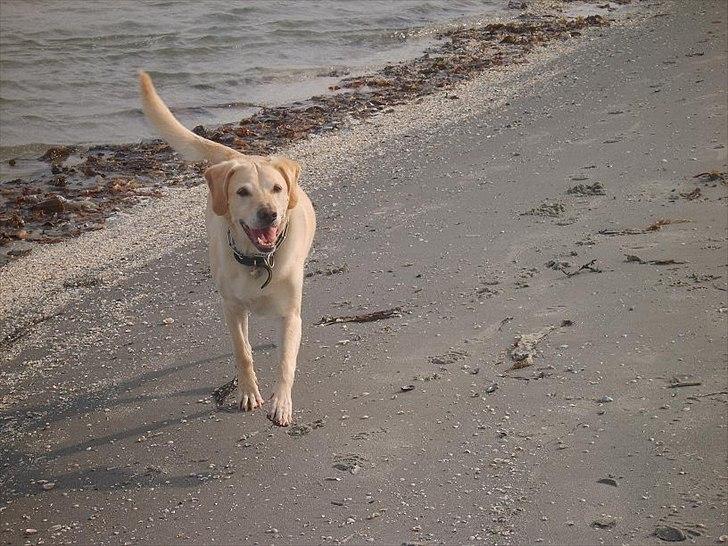 Blanding af racer Bailey billede 8