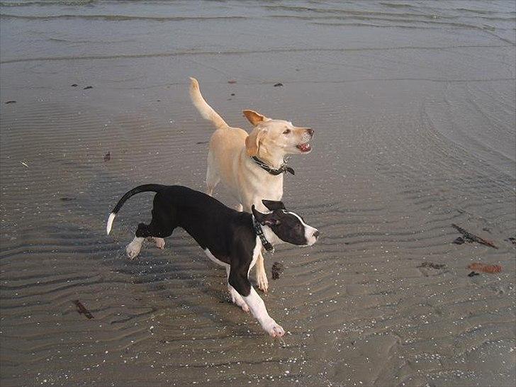 Blanding af racer Bailey billede 9